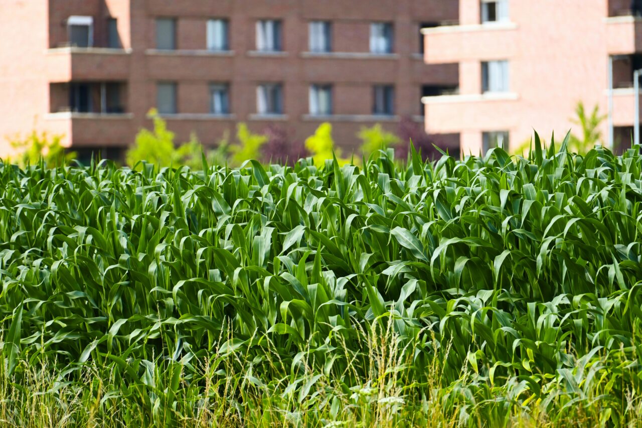 Cultivating Growth: The Promise of DIY Smart Gardens & Urban Farming